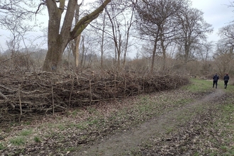 Dead hedge around coppice coupe, built by volunteers