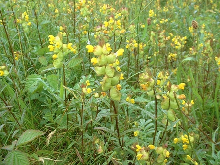 Yellow-rattle